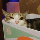 陈泽u