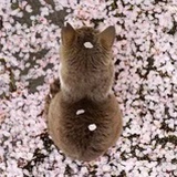 琼楼