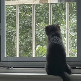 南鱼