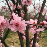 点苗豆