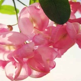 如花