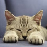 嘟嘟猫