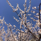 芙洛拉