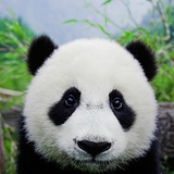 jing