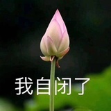 流浪的大熊猫