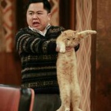 以后我的猫都叫