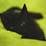 NightRR