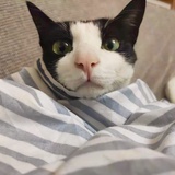 今天没蛀牙
