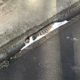 你却在作死