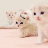 猫七i