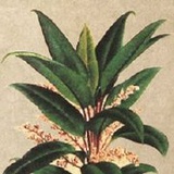 卡琪花蒂玛
