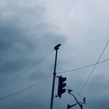 雨芯雾