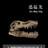 不呆不是我