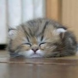 楼上楼下的姬水