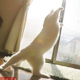 猫小姐
