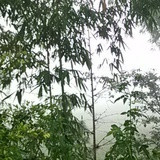 水果茶叶片