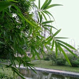 好心情