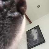 Willwong