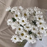 西西蓝