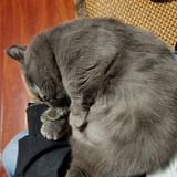 陶陶