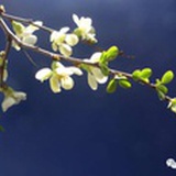 未闻花名
