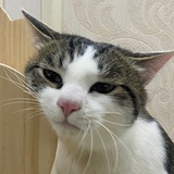 幸运枚子