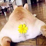 我不喜欢肥猪肉