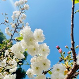 陈西瓜