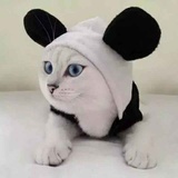 熊孩子总司令