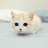 爱吃鱼的猫