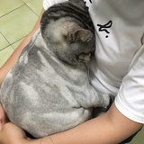 木鱼