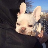 🐶🐶