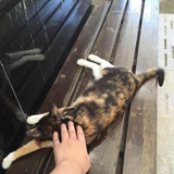 长椅上的猫