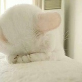 沫儿朵