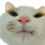 一条儿