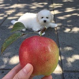 ccyypolly
