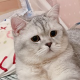 bai小七