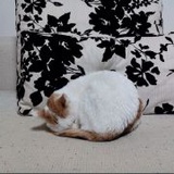 大大晓玩子