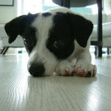 偶是鞠婧祎的铁