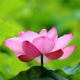 落落大方