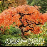 勤劳的园丁