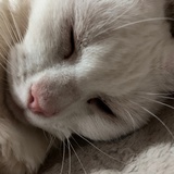 zhengswjtu