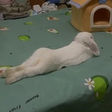 catccino