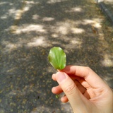 菜君同学