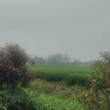 wl