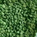 淘三七 文山三七