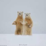 避暑来的北极熊