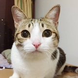 绝世美猫西瓜皮