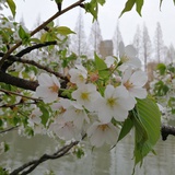 大力子