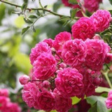 花样年华